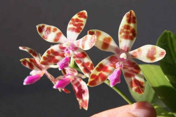 Корисні поради, які допоможуть виростити орхідеї, які цвітуть цілий рік. 7 важливих секретів по догляду за орхідеями.