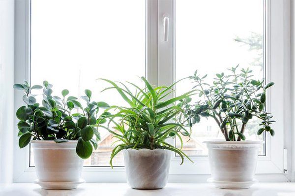 Ці рослини допоможуть відчувати себе здоровішими і поліпшити якість вашого сну. 9 рослин, які виділяють кисень навіть вночі.
