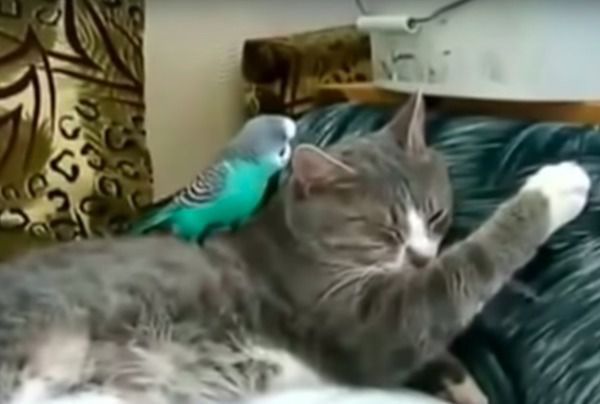 Позитивне відео папуги, який ризикнув розбудити кота, розмовляючи з ним. Ви тільки погляньте!