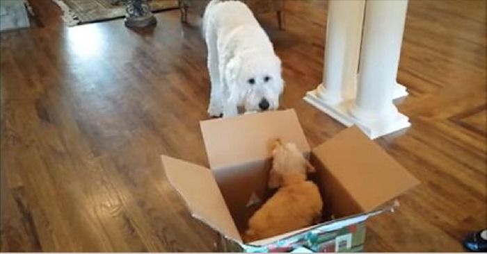 Дорослому собаці подарували цуценя - так виглядає щира радість. Відео. Заглянувши в коробку собака побачив маленький пухнастий клубочок..