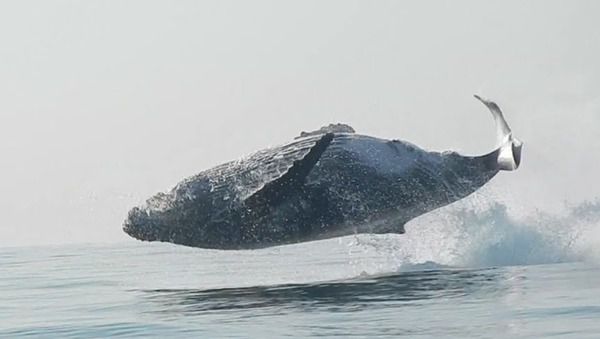 Спостереження за 40-тонним китом, який весело грає у воді — це видовище, що захоплює дух. Ссавець повністю вистрибнуло з води і велично занурилося назад.