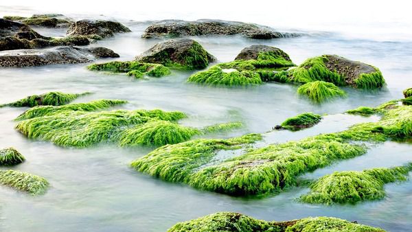 Генетики розкрили секрет токсичності водорості. Молекулярні біологи відкрили гени і сигнальні молекули, що змушують водорості виділяти токсичну "кислоту зомбі" під час цвітіння води в океані.
