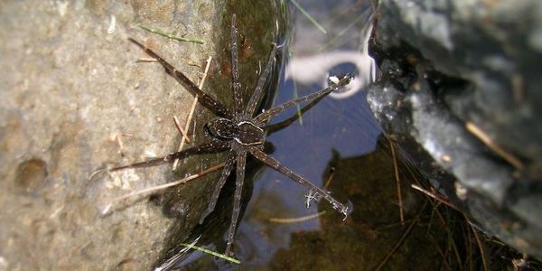 На Всесвітньому Науковому Фестивалі в Брісбені вчені представили новий вид павука, який плаває. Вчені діячі заявляють, що павуки нешкідливі для людини.