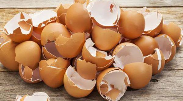 Застосування і користь яєчної шкаралупи. 9 вагомих приводів не відправляти яєчну шкаралупу в смітник.