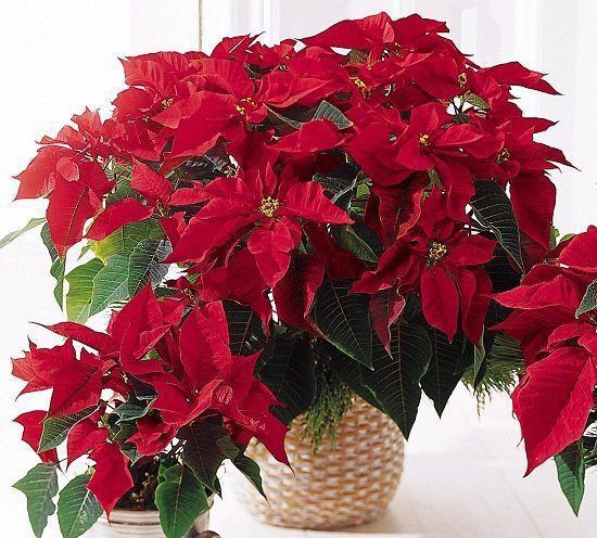 Кімнатні рослини: пуансетія - різдвяна зірка. З приходом зими на наших вікнах запалюються червоні вогники пуансетії.