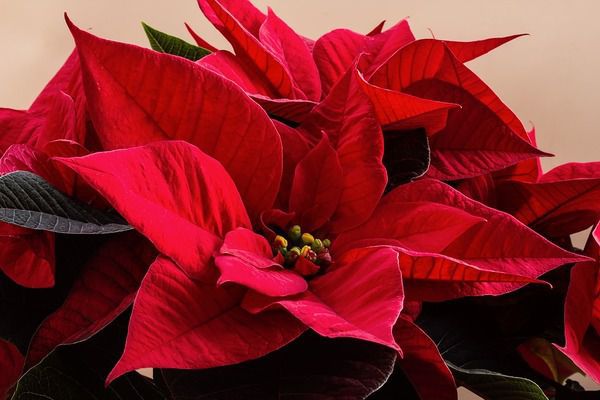Кімнатні рослини: пуансетія - різдвяна зірка. З приходом зими на наших вікнах запалюються червоні вогники пуансетії.