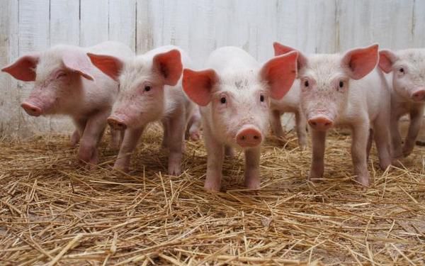 У Черкаській області австрійський фермер Томас Бруннер вирощує свиней без застосування антибіотиків. Про це повідомляє прес-служба Черкаської ОДА.
