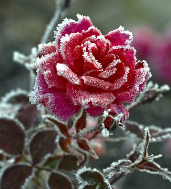 Вкриття троянд на зимній період. Головні поради садівника.