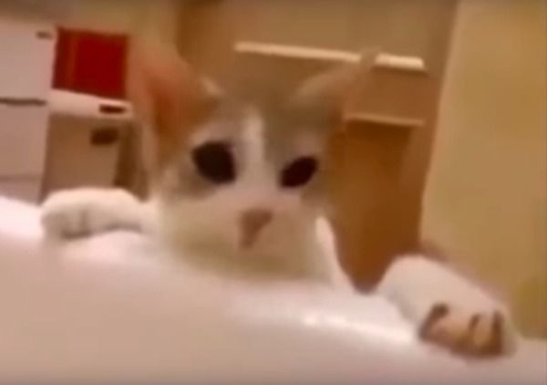 Зворушлива операція з порятунку: кішка думає, що господиня тоне, і кидається її рятувати. Відео, яке не залишить вас байдужим і змусить усміхнутися.