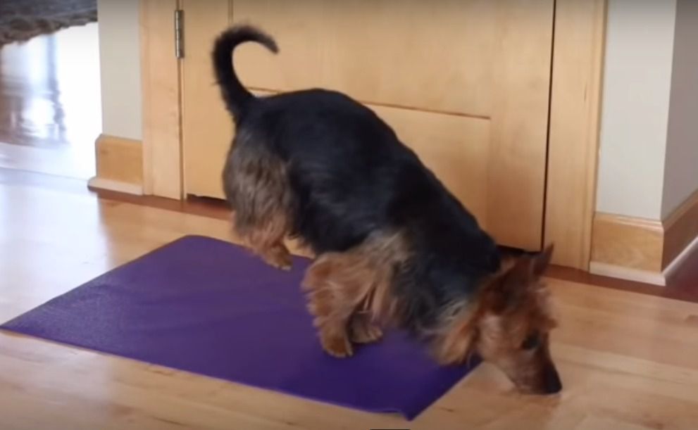 Собака кожного дня розстеляє килимок для йоги. Це ще те видовище. Все, що відбувається далі - неймовірно.