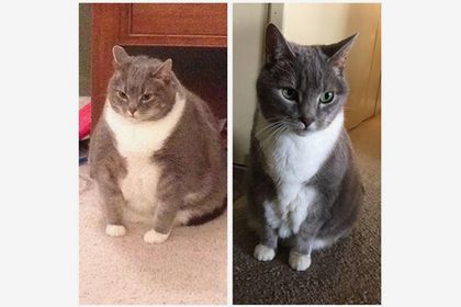 Товстий кіт схуд і здобув світову славу. Користувач Reddit поділився успіхами свого кота, який значно схуд.