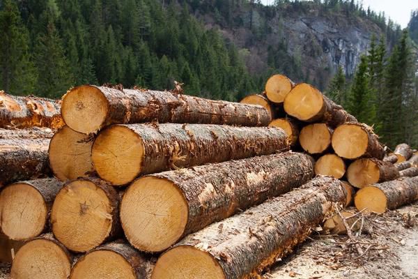 В Україні посилили відповідальність за незаконну вирубку лісу. Тепер штрафи за незаконну вирубку лісу зростуть у кілька разів.