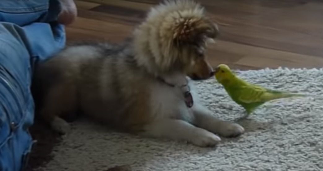Реакція щеня на папугу змусить вас усміхнутися. Відео. Переконайтеся самі!