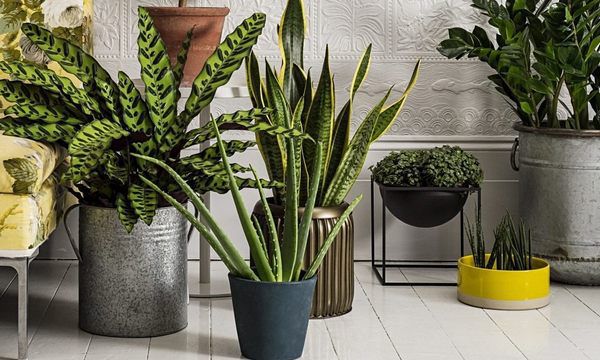6 рослин, які будуть очищувати повітря у вашому будинку. Ці рослини - незамінні помічники в будинку! Вони не тільки створять затишок, але й подбають про здоров'я!
