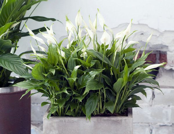 6 рослин, які будуть очищувати повітря у вашому будинку. Ці рослини - незамінні помічники в будинку! Вони не тільки створять затишок, але й подбають про здоров'я!