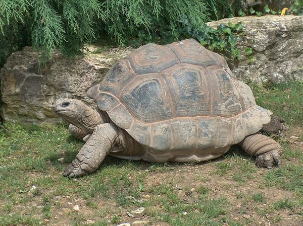 Рекордсмени по довголіттю. Чому черепахи живуть так довго. Ці тварини — рекордсмени по довголіттю серед усіх хребетних.