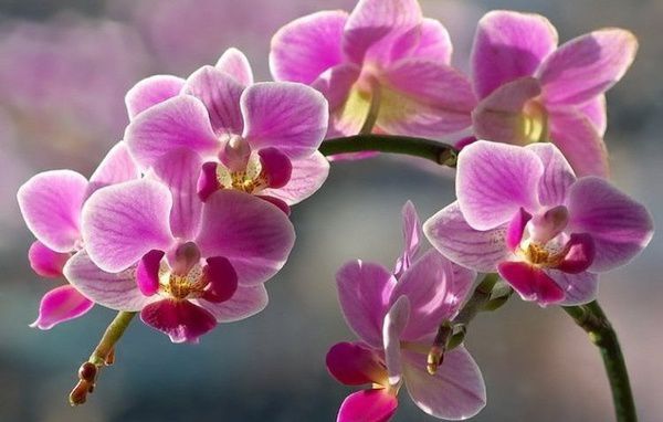 Після такої пересадки рясне і гарне цвітіння Вашої орхідеї гарантоване. Обшукавши всі форуми квітникарів, я натрапила на незвичайну пораду: пересадити орхідею в дерев'яний кошик.
