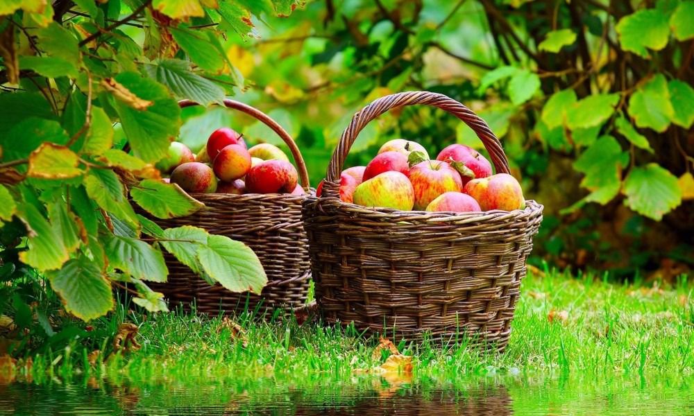 В Україні впали ціни на яблука через рекордний врожай. Але така ситуація триватиме не довго: вже в листопаді фрукти подорожчають.