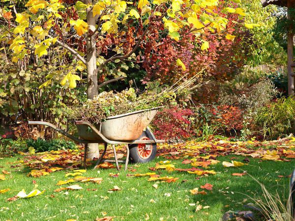 Генеральне прибирання: підготовка саду до зими. Успішна зимівля - головна умова врожайності плодового саду.