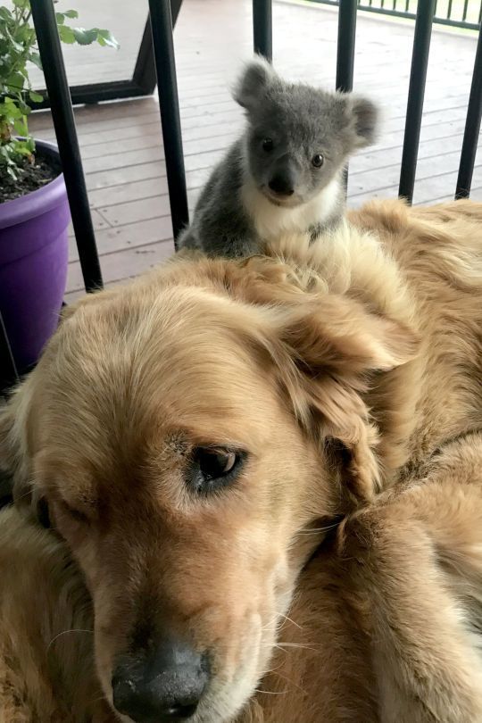 Собака з добрим серцем врятувала маленьку коалу від загибелі. Собака винувато дивилася на господиню... А до її шерстці тісно притискалися маленька коала!