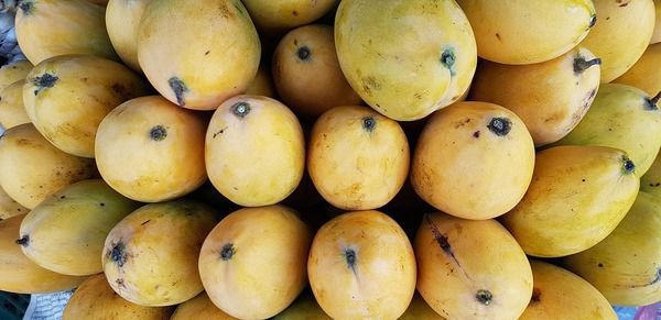 Не дарма манго називають "королем фруктів" - 6 незаперечних плюсів для здоров'я. Соковите і солодке манго відоме в світі як джерело вітамінів.