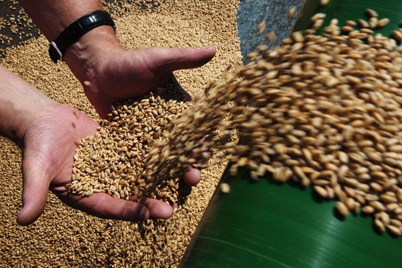 Україна збільшує експорт зерна в Китай. Сторони також планують у листопаді підписати меморандум про розширення співпраці в зернопереробній галузі.