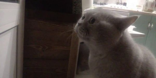 Користувач Youtube виклав відео, на якому його кіт Яків вимовляє фразу «Відкрий мені». Коти - це невичерпне джерело для милих, кумедних, смішних фото і відео.