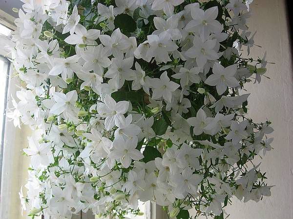 Підкормка для вазонів: що робити, щоб кімнатні рослини цвіли довше. Чи давно ваша улюблена квітка цвіла, як в магазині квітів, не пам'ятаєте?
