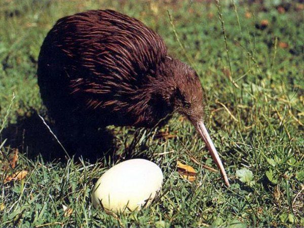 Декілька цікавих фактів про пташку ківі. Ківі — це рід нелітаючих птахів , батьківщина яких — далека Нова Зеландія.