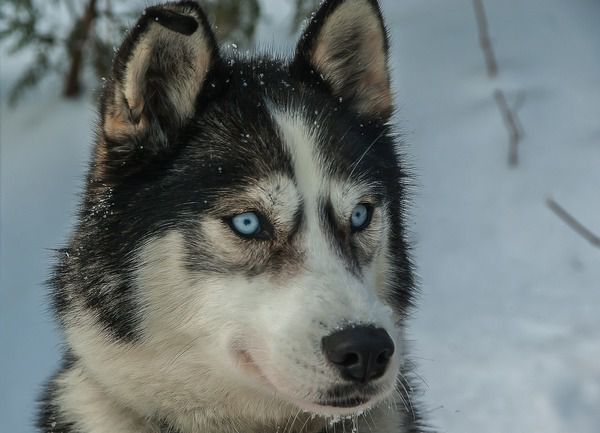 Вчені з'ясували, чому у хаскі блакитні очі. Дані про 6000 собак, надані американською ветеринарною клінікою, дозволили дослідникам знайти генетичну причину того, чому для сибірських хаскі характерні блакитні очі.