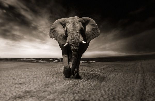 Слон —цікаві факти, про які ви навіть не здогадувалися. Ці тварини зачаровують своєю величчю.