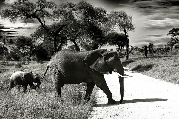 Слон —цікаві факти, про які ви навіть не здогадувалися. Ці тварини зачаровують своєю величчю.