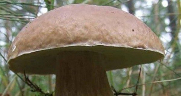 Дивний гриб-велетень знайшли на Львівщині в селі Кам'янка. Грибникам вдалося знайти білий гриб дивовижних розмірів вагою 2,400 грам.