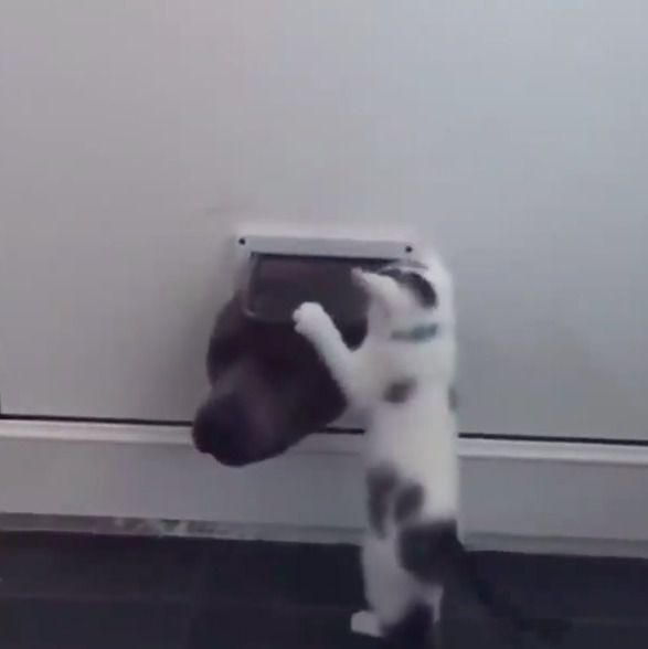 Відео забавного протистояння між кішкою і собакою. Чарівне котеня намагається перешкодити собаці пролізти через маленьке котяче віконце в дверях.