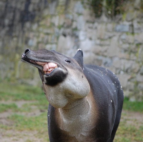 Дивовижні тапіри: все про цих екзотичних тварин. Тапіри — рід травоїдних тварин із загону непарнокопитних.