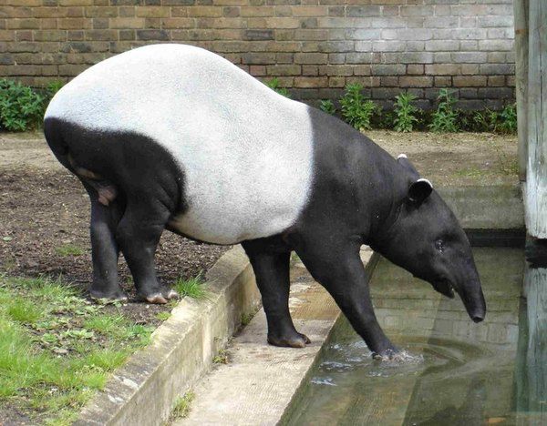 Дивовижні тапіри: все про цих екзотичних тварин. Тапіри — рід травоїдних тварин із загону непарнокопитних.
