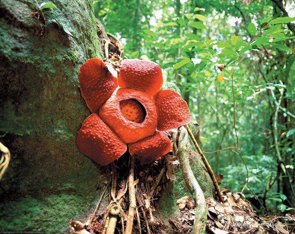Декілька цікавих фактів про рафлезію -найбільшу квітку у світі. Поширена рафлезія у вологих тропічних лісах Індонезії та Філіпін.