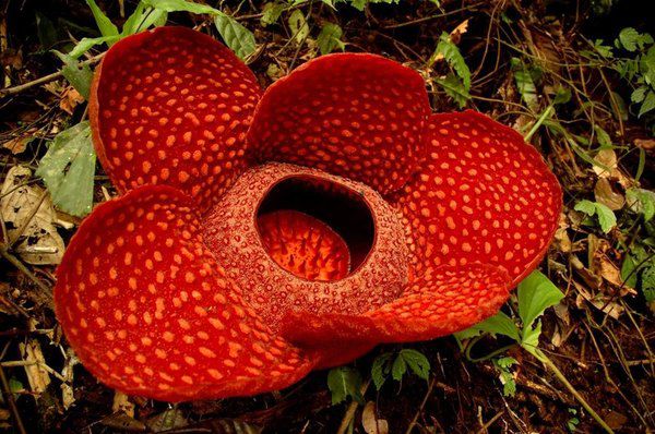 Декілька цікавих фактів про рафлезію -найбільшу квітку у світі. Поширена рафлезія у вологих тропічних лісах Індонезії та Філіпін.