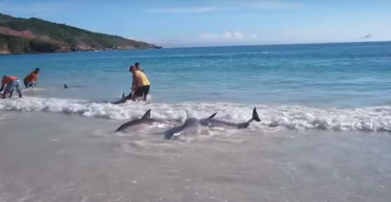 Турист просто хотів сфотографувати море, а став свідком рідкісного явища. Зграя дельфінів підпливла прямо до берега, чим потішила туристів і місцевих жителів.
