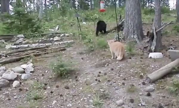 Кіт залякав ведмедя і змусив його залізти на дерево. Причому, коли ведмежа спробував злізти, кіт загнав його назад.