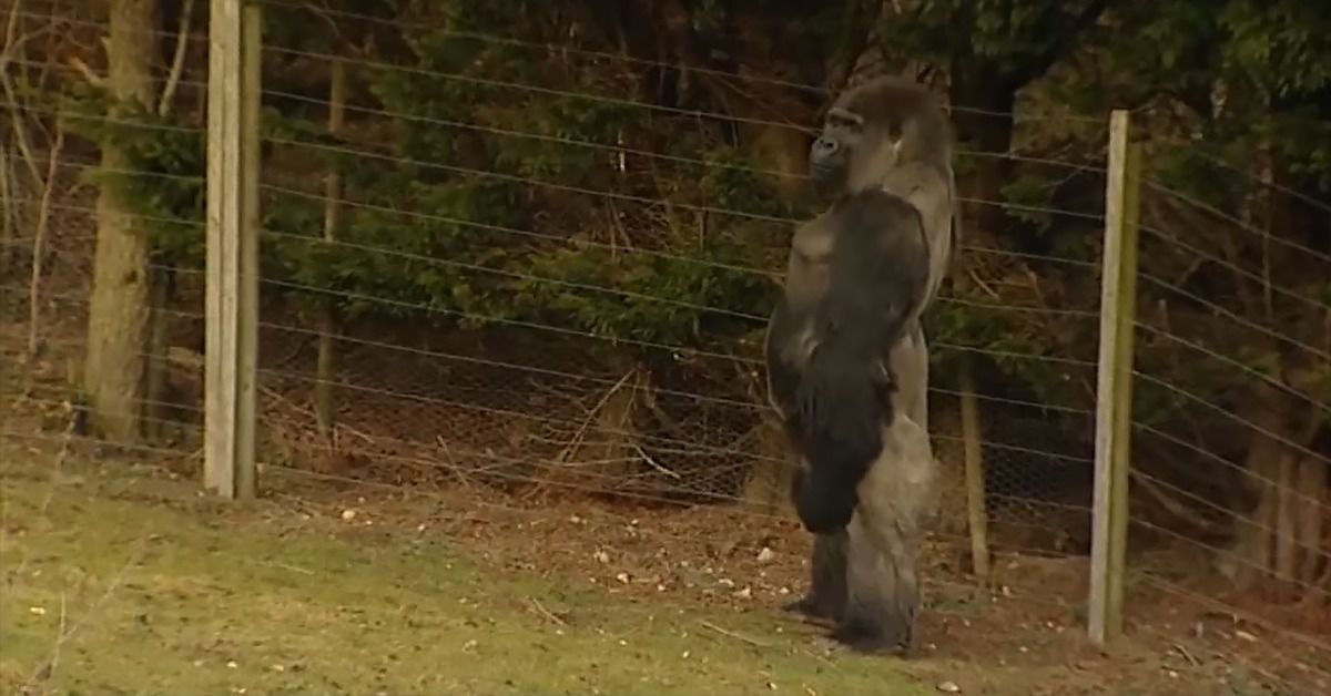 Тисячі людей приїжджають в Англію, аби побачити унікальну горилу Амбам. Цікаво, що ДНК горили на 98% збігається з ДНК людини.