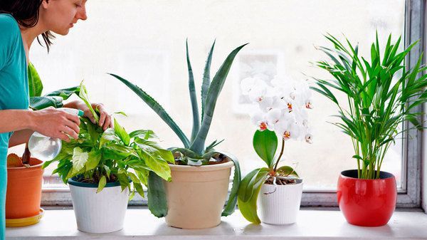 Кімнатні рослини, які приносять щастя і благополуччя. Квіти вносять баланс в потоки енергії, додають комфорт і затишок.