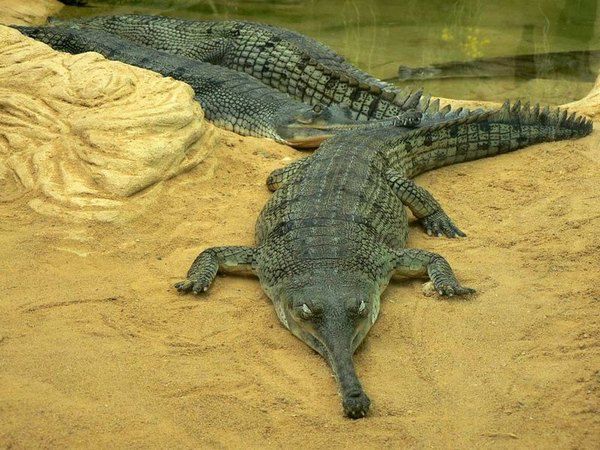 Гангський гавіал - один з найбільших крокодилів у світі. Цей вид крокодила мешкає в річках Індії, харчуючись майже виключно рибою.