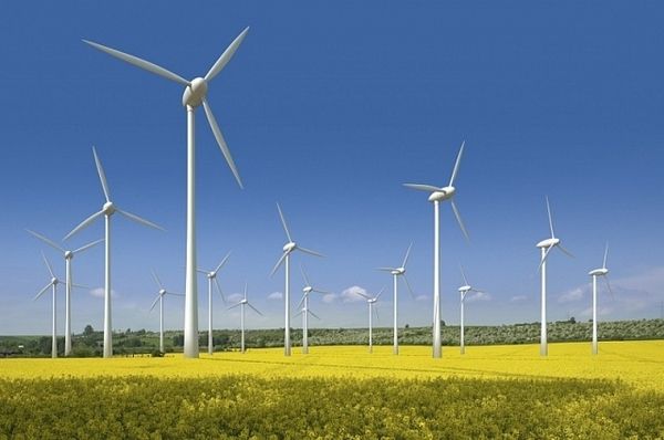 Вітряні електростанції визнали небезпечними для екології. До такого висновку прийшли вчені Гарвардського університету.