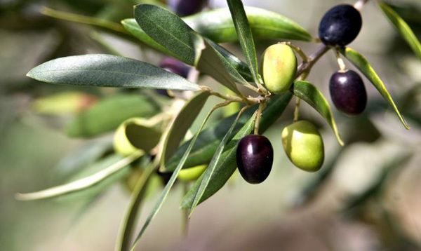 Коментуючи цілющий ефект оливок, наукові фахівці відзначили: їх користь практично безцінна. Медики заявили про те, що оливки допомагають у боротьбі з онкологічними захворюваннями.