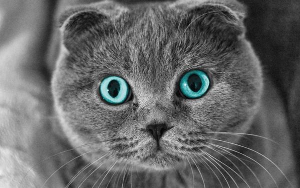Як кішки захищають вас і ваш будинок від негативної енергії. Якщо ви хочете зрозуміти, якою магічною силою володіє ваша кішка, то врахуйте колір шерсті.