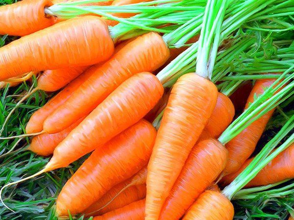 Морква - дуже корисна для організму: 10 важливих властивостей. Факти про користь моркви.