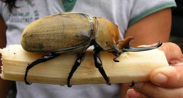 Гіганти серед комах, що мешкають на нашій планеті. Про них варто знати.