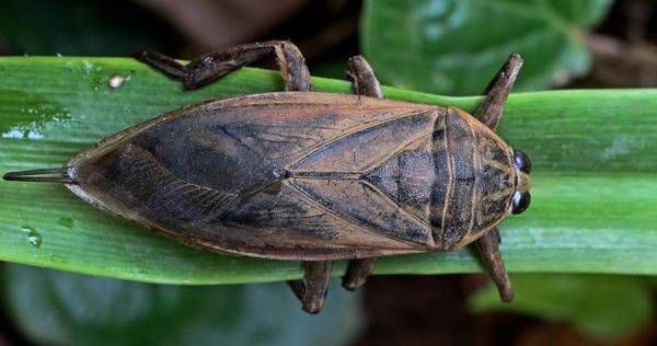 Гіганти серед комах, що мешкають на нашій планеті. Про них варто знати.