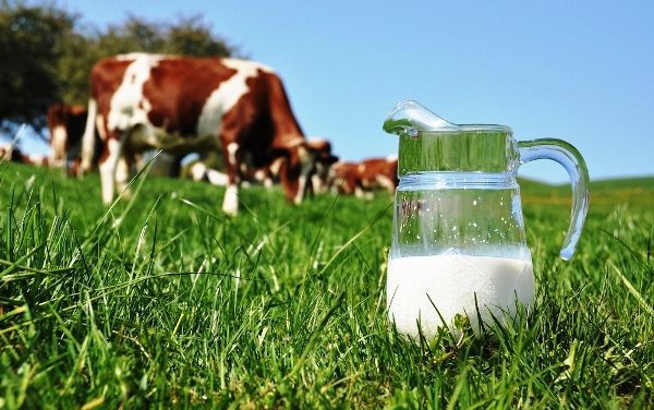 Щоб виконати європейські вимоги щодо якості молока, селян змушують об'єднуватися в кооперативи. Завдання українських господарств - підвищити якість молока. А обладнання для цього роздають лише тим, хто об'єднається в кооперативи.